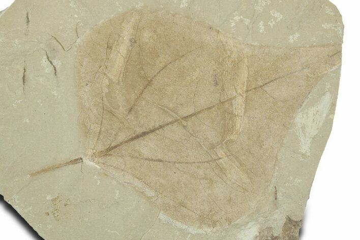 Detailed Fossil Leaf (Populus) - Green River Formation, Utah #356115